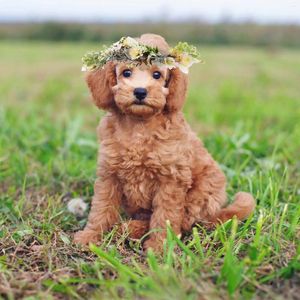 Obroże dla psów europejska amerykańska podróżna tkanina ślubna sztuczny wieniec kwiatowy