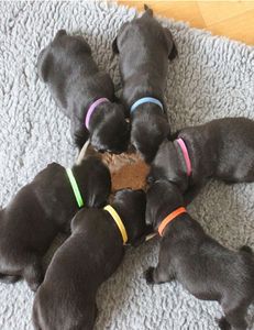 12PCS Puppy Id Identyfikacja kołnierzy Regulowane nylonowe małe psa pies Kitten Naszyjnik wielokolorowy