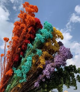 Dekorativa blommor kransar 50 g naturlig hir frukt torkad blomma konstgjord trädgård dekoration utomhus pampas gräs bröllop gåva 7067643