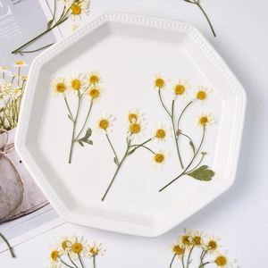 Dekorativa blommor 6-10 cm/12st kamomill True Pressed Flower Diy Cup Cushion DRIP LIM HANDBLAD MATERIAL Daisy Telefonfodral Dry Po Frame