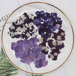 Decorative Flowers 12pcs/24pcs Pressed Dried Viola Tricolor L. Pansy Flower Plants Herbarium For Jewelry Postcard Bookmark Phone Case Making