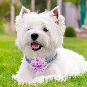 Coleiras de cachorro colar flor brilhante requintado pet encantos 10 pçs elástico slide acessórios para aliciamento acessórios