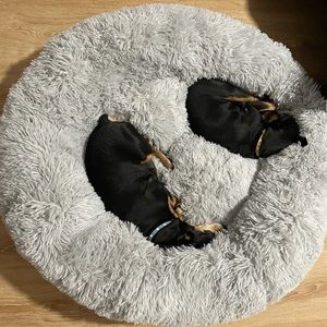 Canis Canetas Super Grande Dog Sofá Cama Redonda Cama de Cachorro de Pelúcia Pet Kennel Bed Mats Pet Cat Bed Inverno Quente Dormir Tapetes para Cão Grande 231030