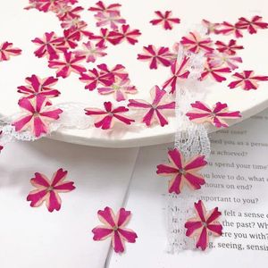 Decorative Flowers Original Verbena Dried Press Flower For Nail Decoration Wholesale Free Shipment 1000Pcs