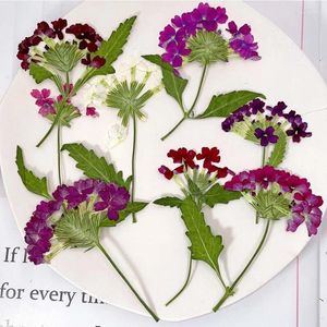 Flores decorativas de 5-8cm 12pcs/24pcs reais naturais seco seco verbena hybrida galhos em cores aleatórias para jóias de resina artesanal DIY