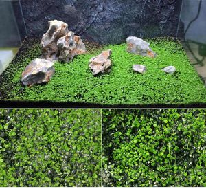 Decorazioni Semi di piante d'acquario 10g infiorescenza a forma di lingua fiore parziale Callo facile da coltivare pianta acquatica semi di erba acquario decoro prato per 30x30cm