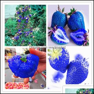 Andere Gartenbedarf 100pcs/Set Sweet Blue Stberry Bonsai Obst Pflanzen Essbare nahrhafte saftige Innenbalkon Pflanzer Soif otqlj