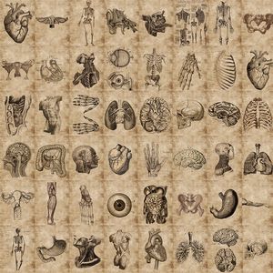 56 Stück kreative Anatomie- und Physiologie-Aufkleber, das menschliche Skelett, Graffiti-Aufkleber für DIY-Gepäck, Laptop, Fahrradaufkleber