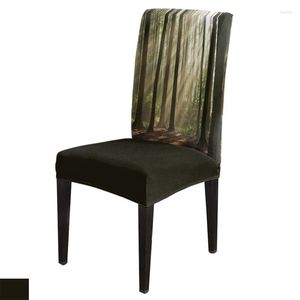 Krzesło obejmują leśne słońce drzewa lądowe drzewa drewniane liście jadalni domowe dekoracje do salonu siedzisko na krzesło