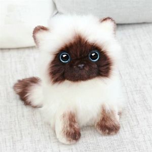 Plyschdockor simulering Siamese Cat Toy Blue paljetter Eyes Cat Brown och White Face Ragdoll Plush Home Decor Toys 220927