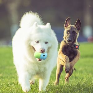Tigelas de cachorro novos suprimentos para animais de estimação com vazamento de brinquedo bola de bola de silicone divertida alimentando bolas de cheiro ao ar livre
