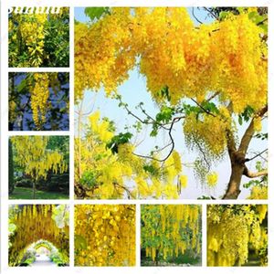 Semi di gling giallo dorato pezzi rari bonsai viola glingia bonsante piante ornamentali esterne perenni fiore s
