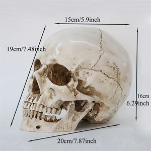 Dekorativa objekt Figurer Modell Mänsklig huvudmodellhartsreplik i naturlig storlek 1 1 Halloween dekoration högkvalitativ hemskalle 220827