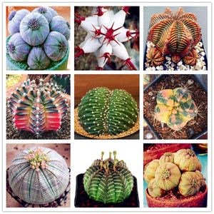 Euphorbia Obesa Seeds Succulent Plants Seed Rare Cactus Flower Seeds for Garden Planting Easy to Grow 100Pcs/Pack Wholesale