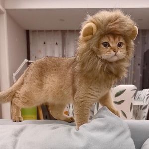 Cat Costumes 2022 Lion Mane Halloween Dog Costume för små katter och kattungar Födelsedagskosplaykläder