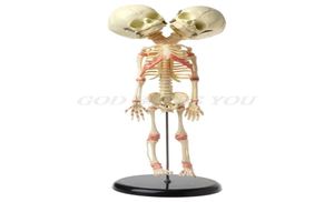 Хэллоуин игрушки 37 см двойной головы детского скелета скелета Skulet Anatomy. Учебное исследование, обучение анатомической модели Хэллоуин Бар Orna6908860