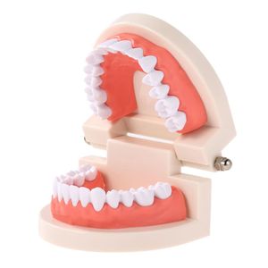Naukę zębów dentystycznych Model dorosłych zębów dziąsła standardowe narzędzie demonstracyjne dla dzieci studiujących 242p
