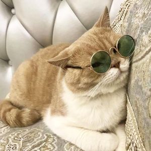 Собачья одежда Pet Lovely Vintage Round Cat Sunglasses Отражение глаз носить солнцезащитные очки