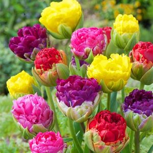 3pcs Tulip Bulbes Bonsai Flower Seeds Decoration Decoration Semillas S ment fanhonghua
