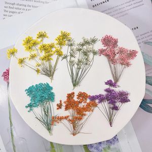 Dekorative Blumen 5–8 cm/echte natürliche getrocknete gepresste Schneeglöckchen, Zweige, kleine Spitzen-gepresste Blumen für Epoxidharz-Schmuckzubehör