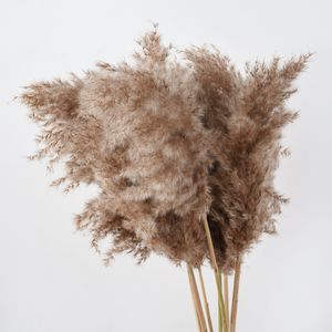 Decorative Flowers Wreaths 10pcs Bulrush Natural Real Dried Plants Pampas Grass In Bouquet Small Flower for Decoration Phragmite Wedding Home Decor 221118