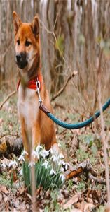 Nylon Leather Handmade Long Dog Leash 1 Pet Dog Lead Walking Training Solheh S Leashes Strap Belt ROPE LJ201112
