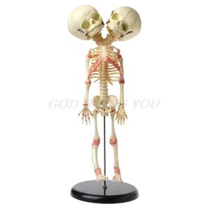 Objetos decorativos Figuras cm Humano Doble Cabeza Baby Skeleton Anatomy Antantre Brain estudio Enseñanza Modelo anatómico de la barra de Halloween Ornamento