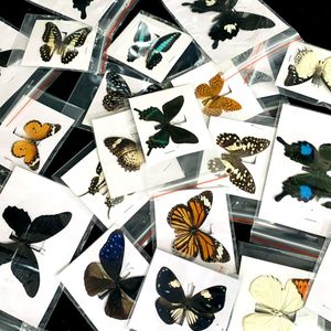 Garden Decorations 10Pcs Natural Real Natural Unmounted Butterfly Specimen Artwork Material Colorful Mixed Le Papillon Home Decoration DIY 221126