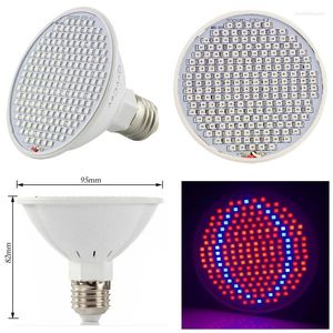 Luzes Grow Lights Red Blue Indoor Crescimento LED LED PLANE Lâmpada Fitolamp Bulbs Hydro para semear Flor Vegs Greenhouse E27