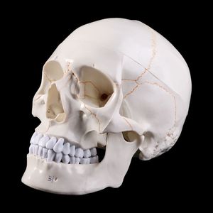 Objetos decorativos Figuras Tamanho da vida Modelo de crânio humano Anatomical Anatomy Ensing Skeleton Head Studying Supplies Halloween Bar Ornament