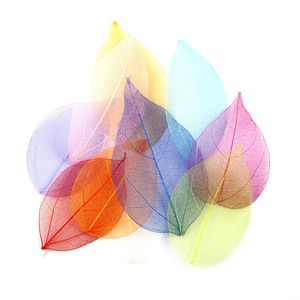 20 teile/beutel Multi-Color Dekorative Blumen Natürliche Skelett Blatt Trockene Blätter Scrapbooking Mädchen DIY Material RRE15264