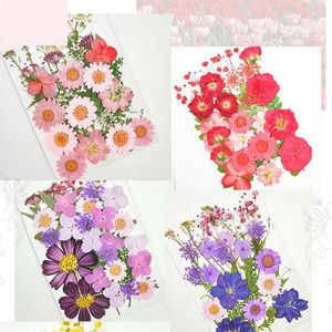 Dekorativa blommor torkade pressade scrapbook bokmärkekort som gör diy konst hantverk dekor leverera liten