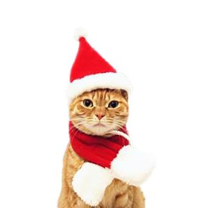 Merry Christmas Cute Dog Apparel Small Plush Santa Hat Scarf Clothes Xmas Decoration Puppy Kitten Cat Cap Happy New Year Gift Pet Supplies Accessories SN5009