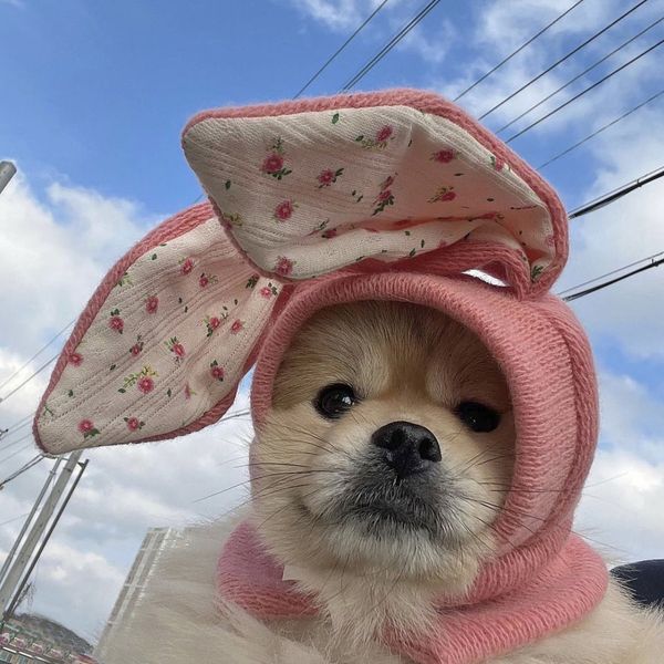 Ins novo bonito orelhas de coelho animal de estimação chapéu de malha outono inverno quente capa cabeça para gatos e cães decoração universal