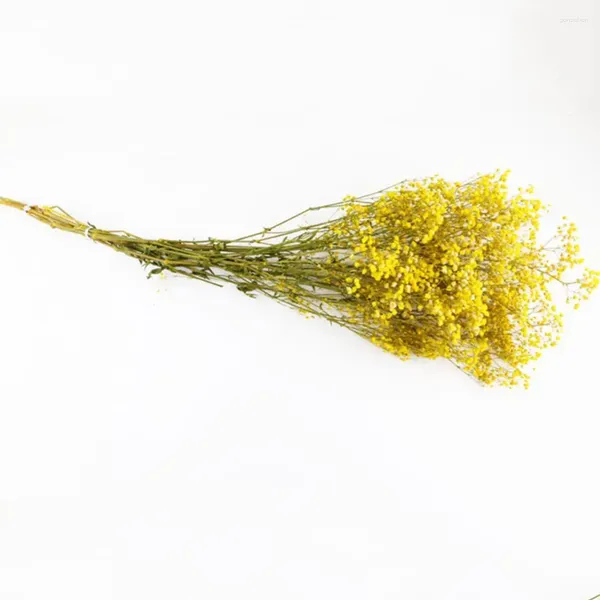 Dekorative Blumen, natürliches getrocknetes Schleierkraut, lebendiger Aeonium-Blumenstrauß voller Sterne für die Valentinstag-Dekoration