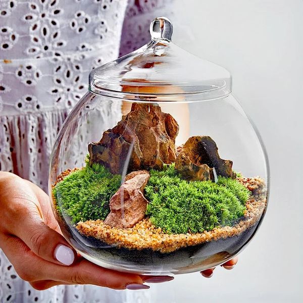 Micro paisagem musgo briófita bola forma vaso de vidro com tampa fresco verde musgo garrafa de vidro terrário bonsai decoração de mesa 240103