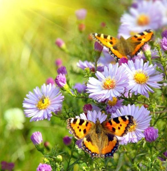 Schmetterling auf Gänseblümchen-Blumen-Geschenkset, Kreuzstich-Diamant, volles rundes Mosaik, Handarbeit, Diamant-DIY, 5D-Diamant-Gemälde, Heimdekoration 8996839