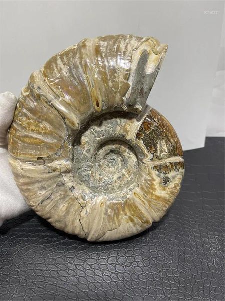 Statuette decorative da 3,3 kg, esemplari di gemme di conchiglia di ammonite iridescente rara e guarigione