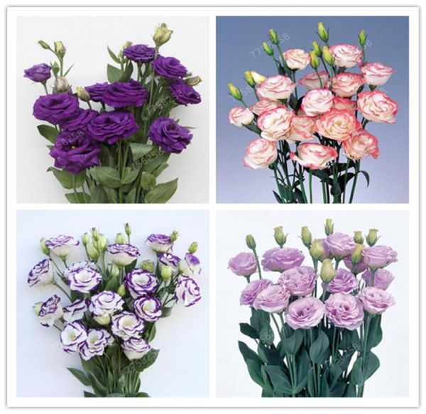Bolsa de 100 Uds., planta en maceta de flores de Eustoma rara, Lisianthus, variedad de plantas de flores de colores mezclados, tasa de florecimiento completa 954220005