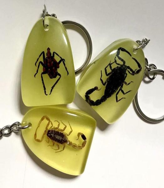 10 Stück echte Skorpion-Insekten-Schlüsselanhänger, modisch, Exemplar01237276238