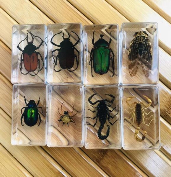 Campione di insetti 3D Collezione per bambini Collezione scientifica Scoperta giocattoli Ragno Scorpione Cricket Fiore Chafers Puzza Bug Spotted Lanternfly1314454