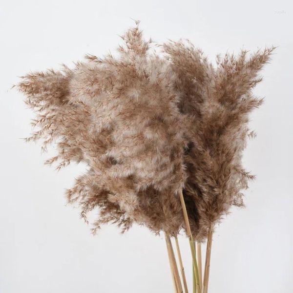 Dekorative Blumen Mittelstück Dekor Natürliche getrocknete Schilfpflanzen Hochzeit Blumenstrauß Pampas Tableau Gras Dekoration Phragmites Dekoration