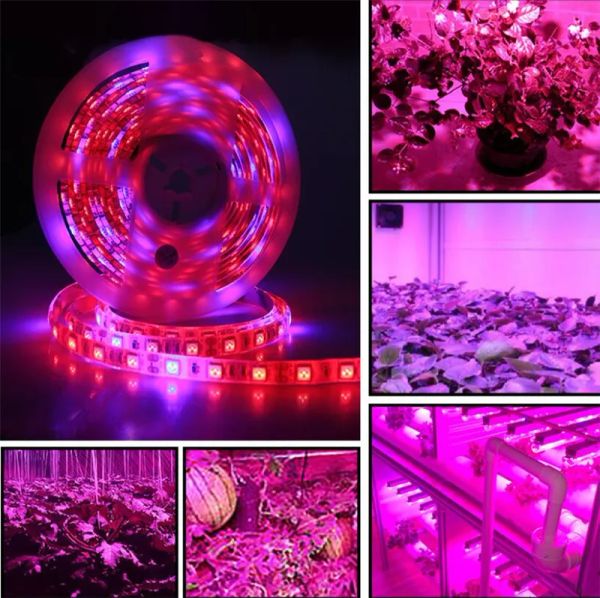 DC 12V LED Coltiva la luce Spettro completo 5M LED Strip light 5050 LED Phyto Lampade per la crescita delle piante per la serra Idroponica Coltivazione di piante LL