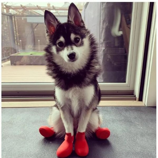 Rosso Nero Blu Verde Scarpe da pioggia per cani da compagnia Stivali impermeabili da esterno per Teddy 240117