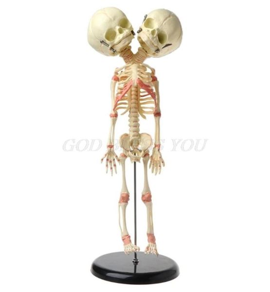 Brinquedos de Halloween 37cm Cabeça Dupla Humana Bebê Crânio Esqueleto Anatomia Cérebro Display Estudo Ensino Modelo Anatômico Halloween Bar Orna6864132