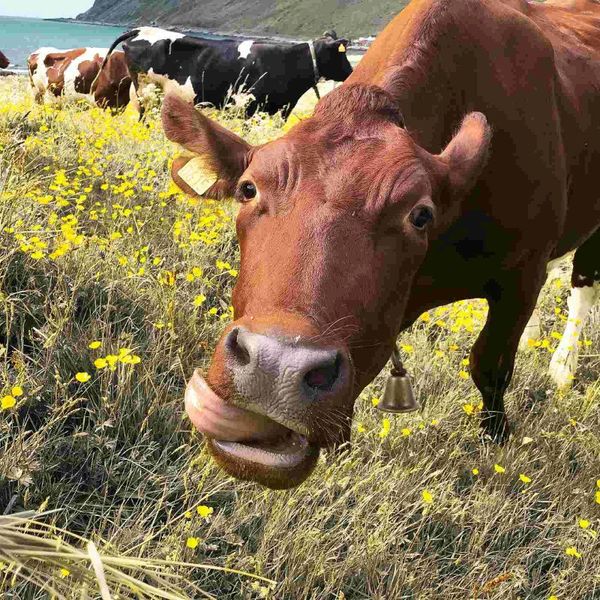 Parti Malzemeleri 5 PCS Little Bell Cowbell Pirinç Metal Noisemaker Çağrı Çiftçilik Hayvancılık Çanları El Krank