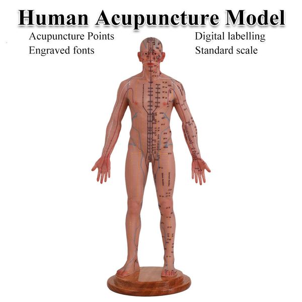 Grafico del modello di agopuntura umana Twee Meridians Il silicone umanoide può essere lanciato