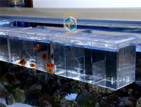 Serbatoi Sospendere l'acquario acrilico guppy bambino piccolo pesce separazione scatola di allevamento pesci malati promuovere l'aria