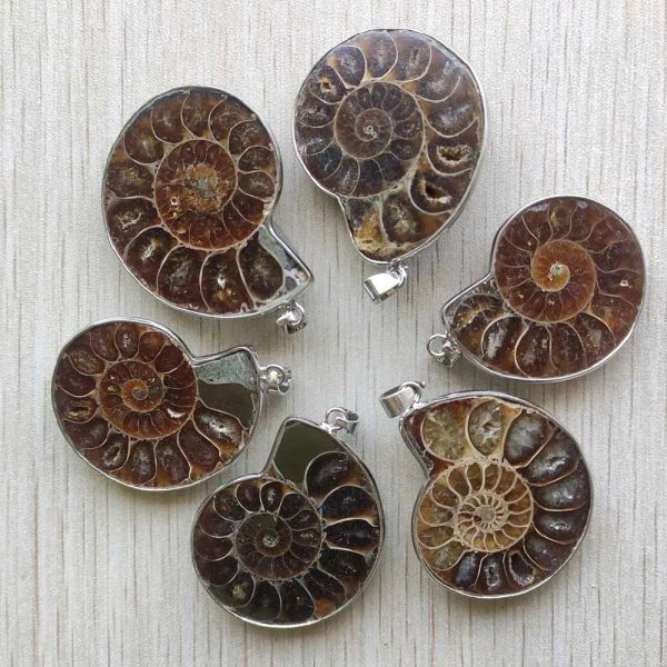 Halskette natürliche Ammonit -Schneckenschalenheilungssteiner Anhänger für Halsketten Schmuckzubehör machen kostenlosen Versandgroßhandel 6pcs/Los