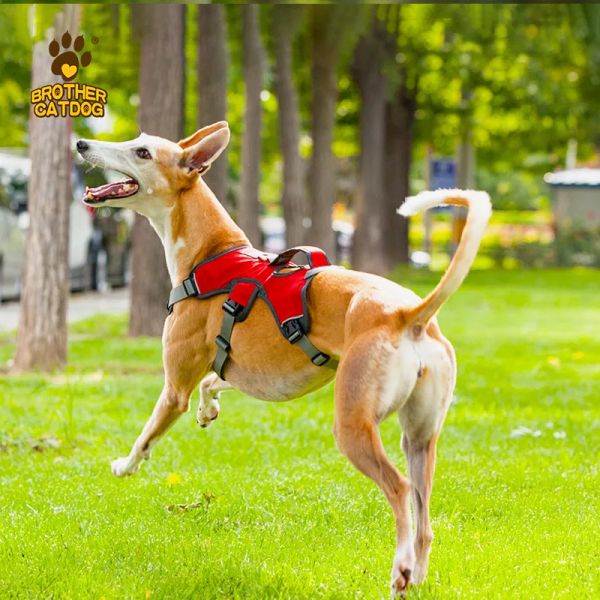 Coleiras A cinta peitoral do cão pode ser levantada para evitar que se solte do colete grande para passear com cães.